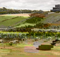 Montalto Vineyard Mornington Peninsula Discovery Wine Tasting and Lunch - Accommodation Asia