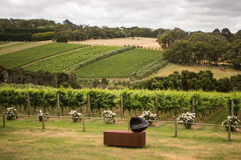 Montalto Vineyard: Mornington Peninsula Discovery Wine Tasting And Lunch - Accommodation Asia 0