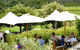 Montalto Vineyard: Mornington Peninsula Discovery Wine Tasting And Lunch - thumb 6