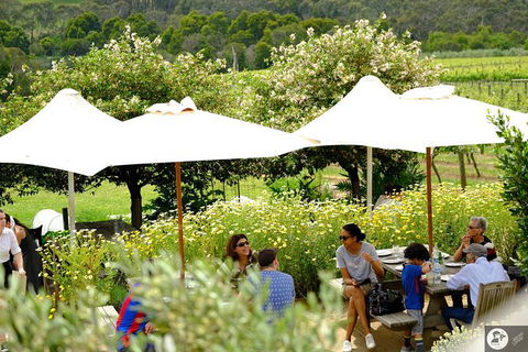 Montalto Vineyard: Mornington Peninsula Discovery Wine Tasting And Lunch - Accommodation Asia 6