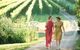 Montalto Vineyard: Mornington Peninsula Discovery Wine Tasting And Lunch - thumb 5