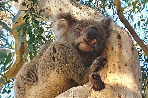 Helicopter Flight + Fine Dining Private Luxury Great Ocean Road Tour - Accommodation Guide 3