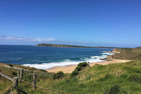 Phillip Island, George Bass Coastal Walk And Penguins Tour - Accommodation Asia 3