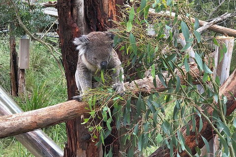 Day Tour Of Phillip Island, The Surrounding Region And Wine Tasting - Accommodation Asia 10