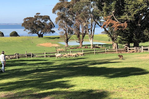 Day Tour Of Phillip Island, The Surrounding Region And Wine Tasting - Accommodation Asia 13