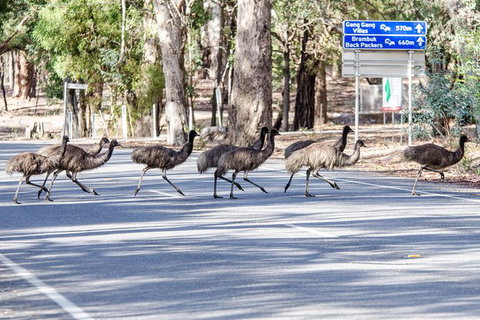 Grampians National Park With Kangaroos And MacKenzie Falls From Melbourne - Accommodation Guide 7