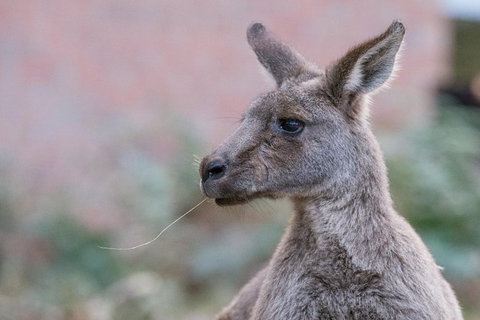 Grampians National Park With Kangaroos And MacKenzie Falls From Melbourne - Accommodation Guide 13