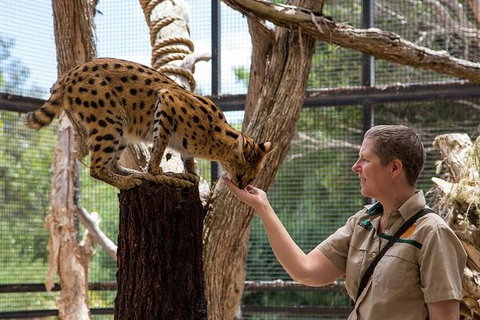 African Cat Encounter At Werribee Open Range Zoo - Accommodation Guide 1
