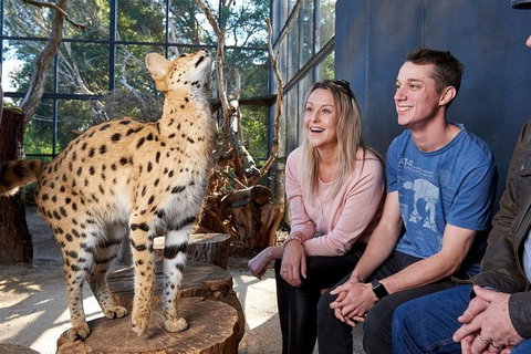 African Cat Encounter At Werribee Open Range Zoo - Accommodation Guide 5