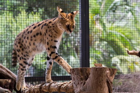 African Cat Encounter At Werribee Open Range Zoo - Accommodation Guide 2