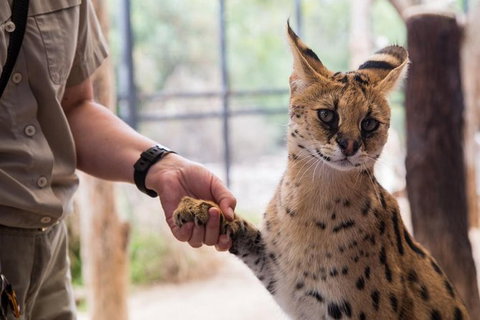 African Cat Encounter At Werribee Open Range Zoo - Accommodation Guide 3