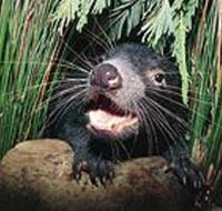 Hobart Shore Excursion Half Day Bonorong Wildlife Park with Richmond Tour - Accommodation China