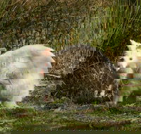 Bruny Island premium private photo-oriented day tour from Hobart - Accommodation China