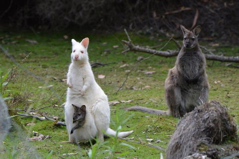 Full-Day Guided Bruny Island Tour From Hobart - Accommodation China 5