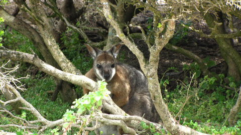 Kangaroo Island In A Day Tour From Adelaide - Accommodation Guide 23