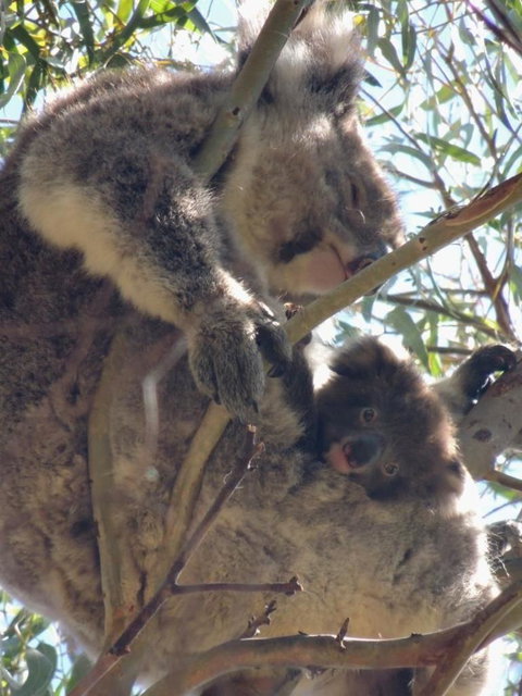 Kangaroo Island In A Day Tour From Adelaide - Accommodation Guide 16