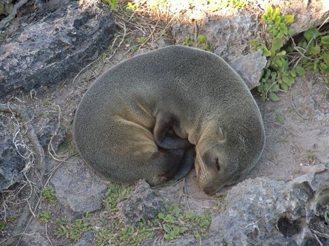 Kangaroo Island In A Day Tour From Adelaide - Accommodation Guide 12
