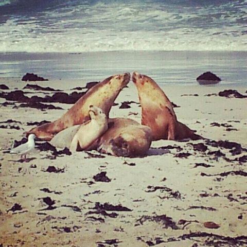 Kangaroo Island In A Day Tour From Adelaide - Accommodation Guide 24