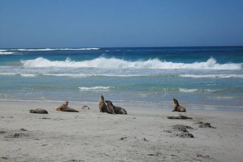 Kangaroo Island In A Day Tour From Adelaide - Accommodation Guide 0