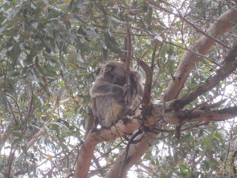 Kangaroo Island In A Day Tour From Adelaide - Accommodation Guide 22