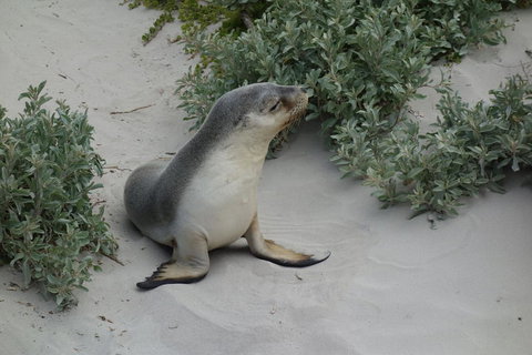 Kangaroo Island In A Day Tour From Adelaide - Accommodation Guide 19