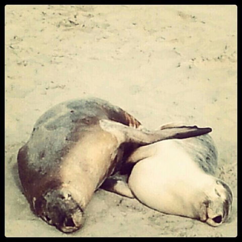 Kangaroo Island In A Day Tour From Adelaide - Accommodation Guide 25