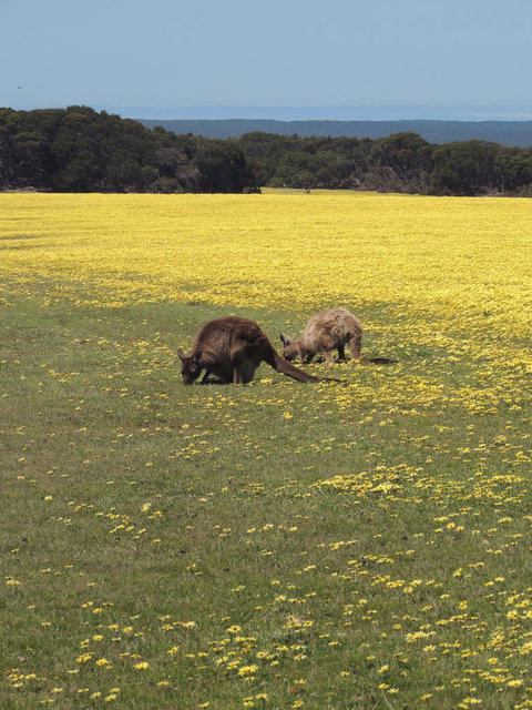 Kangaroo Island In A Day Tour From Adelaide - Accommodation Guide 14