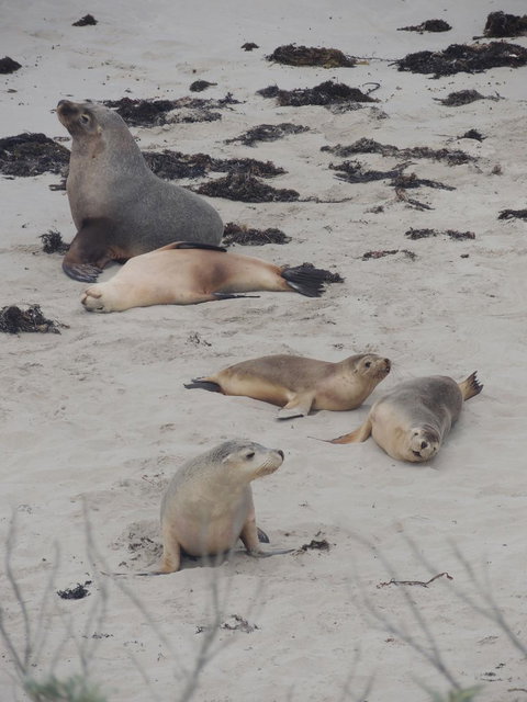 Kangaroo Island In A Day Tour From Adelaide - Accommodation Guide 15