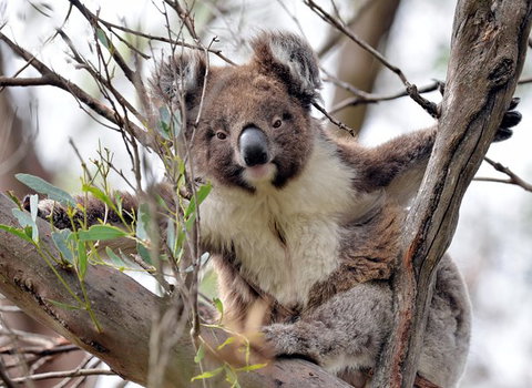 Kangaroo Island In A Day Tour From Adelaide - Accommodation Guide 27