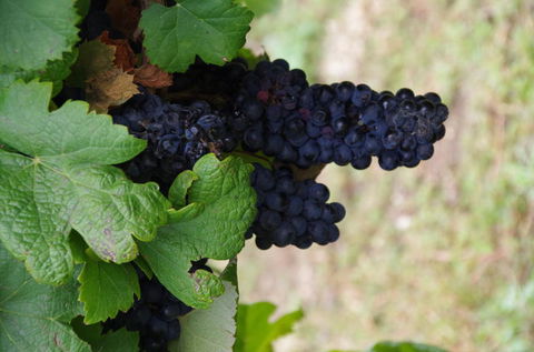 Barossa Valley Wineries Tour With Tastings And Lunch From Adelaide - Accommodation China 5