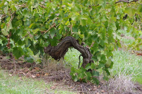 Barossa Valley Wineries Tour With Tastings And Lunch From Adelaide - Accommodation China 7