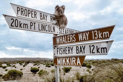 Private Port Lincoln Day Tour: Tasting Eyre - Accommodation China 0