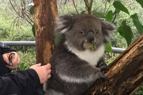 Food Tours Australia Cleland Wildlife Tour - Accommodation Guide 1