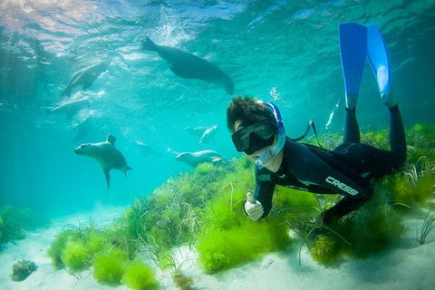 Half-Day Sea Lion Snorkeling Tour From Port Lincoln - Accommodation China 0