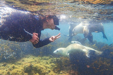 Half-Day Sea Lion Snorkeling Tour From Port Lincoln - Accommodation China 8