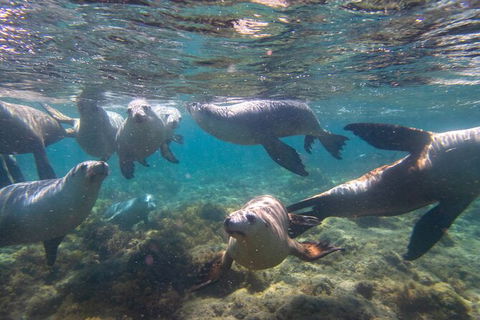 Half-Day Sea Lion Snorkeling Tour From Port Lincoln - Accommodation China 2
