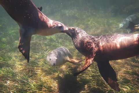 Half-Day Sea Lion Snorkeling Tour From Port Lincoln - Accommodation China 6