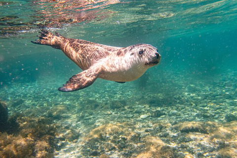 Half-Day Sea Lion Snorkeling Tour From Port Lincoln - Accommodation China 4