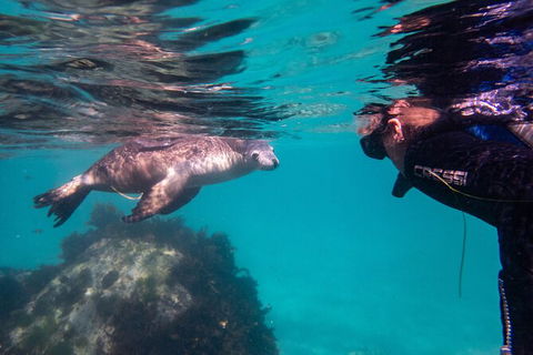 Half-Day Sea Lion Snorkeling Tour From Port Lincoln - Accommodation China 5