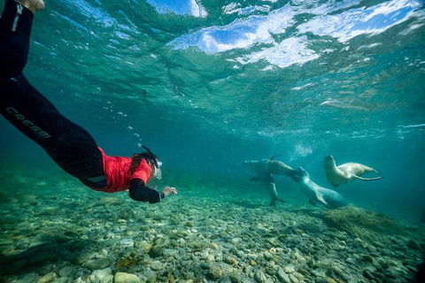 Half-Day Sea Lion Snorkeling Tour From Port Lincoln - Accommodation China 1