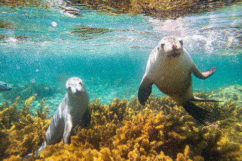 Half-Day Sea Lion Snorkeling Tour From Port Lincoln - Accommodation China 7