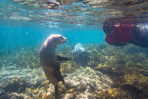Half-Day Sea Lion Snorkeling Tour From Port Lincoln - Accommodation China 3