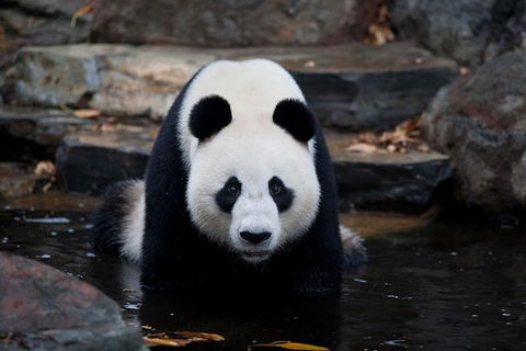 Adelaide Zoo General Entry Ticket - Accommodation China 1