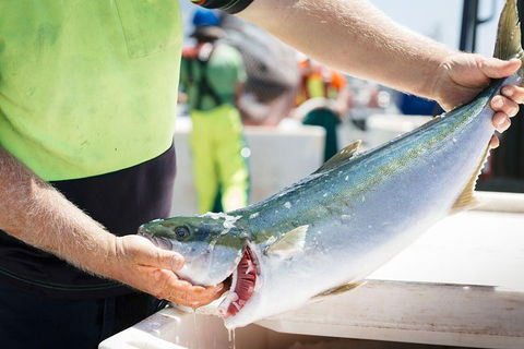 Exceptional Port Lincoln, Seafood And Wildlife Tour - Accommodation China 9