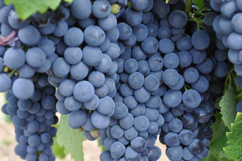 Adelaide Hills Day Tour. Winery Cellar Doors - Accommodation Guide 7