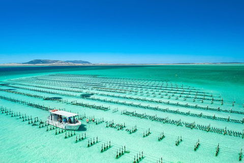 Experience Coffin Bay Short And Sweet Oyster Farm Tour - Accommodation China 5