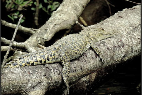 Daintree Rainforest, Cape Tribulation, Mossman Gorge In A Day - Accommodation Guide 4