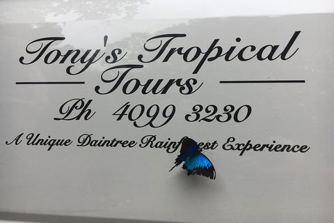 Daintree Rainforest, Cape Tribulation, Mossman Gorge In A Day - Accommodation Guide 7