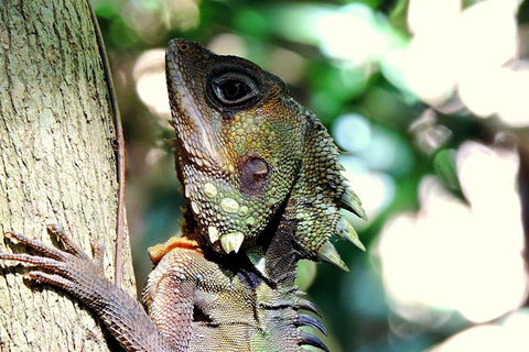 Daintree Rainforest, Cape Tribulation, Mossman Gorge In A Day - Accommodation Guide 8