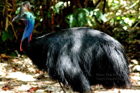 Daintree Rainforest, Cape Tribulation, Mossman Gorge In A Day - Accommodation Guide 3